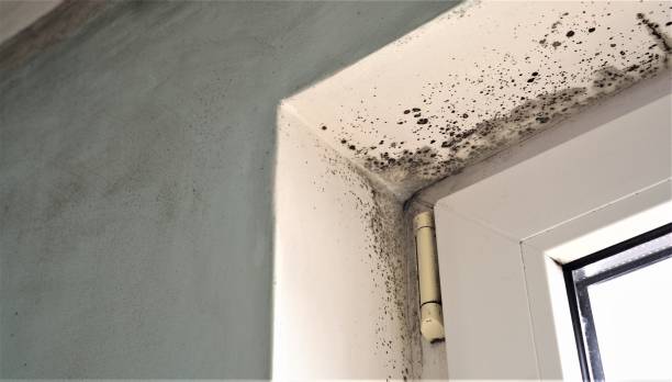 Best Post-Construction Mold Inspection  in White Oak, PA