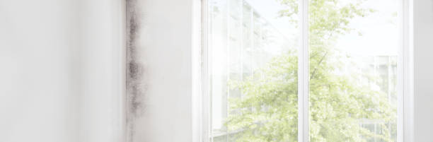Best Emergency Mold Remediation  in White Oak, PA